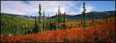 Mountain landscape with berry plants in fall colors, forest, and snow-dusted peaks. Gates of the Arctic National Park, Alaska, USA.