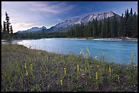 Mitchell range, Kootenay River, and flowers, sunset. Kootenay National Park, Canadian Rockies, British Columbia, Canada
