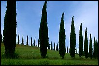 Cypress rows typical of the Tuscan landscape. Tuscany, Italy ( color)