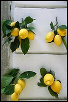 Lemons and wall. Amalfi Coast, Campania, Italy