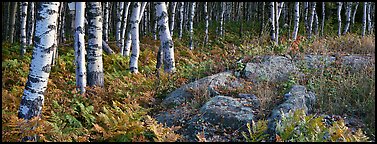 Ferns and north woods forest in autumn. Isle Royale National Park (Panoramic color)