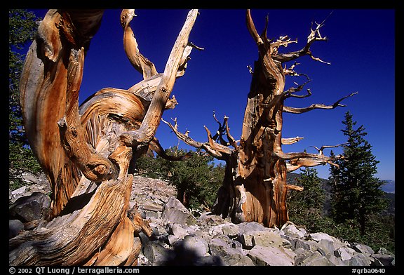 Bristlecone Pine trees, Wheeler Cirque, morning. Great Basin National Park (color)