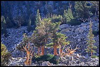 Bristlecone Pine trees and tallus, Wheeler cirque. Great Basin National Park ( color)