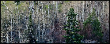 Trees in early spring. Great Basin  National Park (Panoramic color)