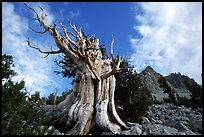 Bristlecone Pine tree, Wheeler Peak Basin, afternoon. Great Basin National Park ( color)