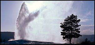 Old Faithful geyser and tree. Yellowstone National Park (Panoramic color)