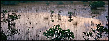 Mangroves and reflexions. Everglades  National Park (Panoramic color)