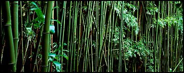 Bamboo grove. Haleakala National Park (Panoramic color)