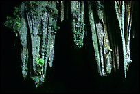 Stalactite in upper Phong Nha Cave. Vietnam ( color)