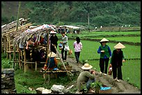 Market set on a dyke amongst rice fields near Ba Be Lake. Northeast Vietnam