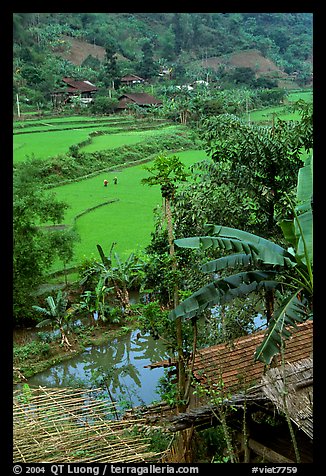 Rice fields near Cho Ra. Northeast Vietnam