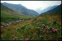 Wildflowers and mountains in the Tram Ton Pass area. Sapa, Vietnam