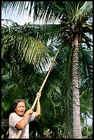 Woman harvesting coconut fruit. Ben Tre, Vietnam ( color)