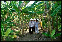 Banana tree plantation in the fertile lands. Ben Tre, Vietnam