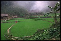 Rice cultures at a mountain village. Vietnam ( color)