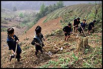 Hmong people working on terraces. Sapa, Vietnam (color)