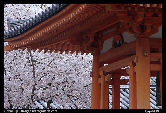 Cherry tree in bloom and temple roof. Kyoto, Japan (color)