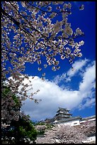 Cherry blooms and castle. Himeji, Japan ( color)