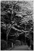 Tetsugaku-no-Michi (Path of Philosophy), a walkway lined up with cherry blossoms. Kyoto, Japan (black and white)