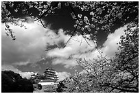 Branches of cherry blossoms and castle. Himeji, Japan (black and white)