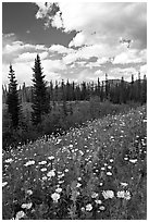 Meadow with Red paintbrush flowers and daisies. Banff National Park, Canadian Rockies, Alberta, Canada (black and white)