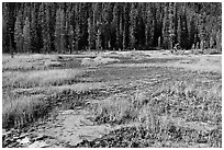 Ochre bed and trees. Kootenay National Park, Canadian Rockies, British Columbia, Canada (black and white)