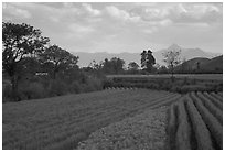 Fields. Baisha, Yunnan, China (black and white)