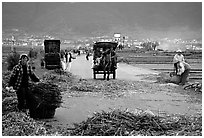 Grain being layed out on a country road (threshing). Dali, Yunnan, China ( black and white)
