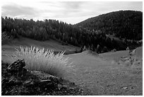 Mountain pasture in fall. Maritime Alps, France (black and white)