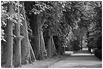 Forested alley, Fontainebleau Palace. France ( black and white)
