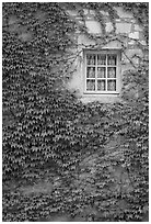 Ivy and window, Fontenay Abbey. Burgundy, France (black and white)