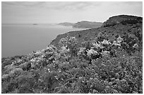 Wildflowers and Mediterranean seen from Route des Cretes. Marseille, France ( black and white)