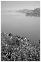 Wildflowers and cliffs dropping into the Mediterranean seen from Route des Cretes. Marseille, France ( black and white)