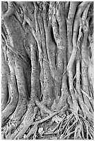 Banyan tree trunk detail. New Delhi, India ( black and white)