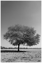 Isolated tree, Keoladeo Ghana National Park. Bharatpur, Rajasthan, India (black and white)