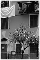 Green house facade with tree and hanging laundry, Riomaggiore. Cinque Terre, Liguria, Italy ( black and white)