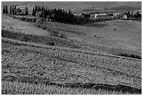 Vineyard, cypress, and houses,  Chianti region. Tuscany, Italy (black and white)
