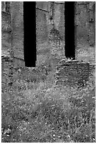 Red poppies and ruins of the Praetorium, Villa Hadriana. Tivoli, Lazio, Italy (black and white)