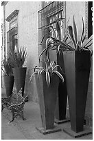 Pots with agaves for sale outside a gallery, Tlaquepaque. Jalisco, Mexico (black and white)
