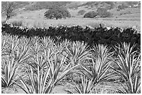 Agave field and volcanic rock wall. Mexico (black and white)