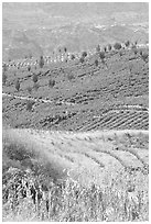 Blue agave field on hillside. Mexico (black and white)