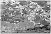 Desert and palm trees. Israel (black and white)