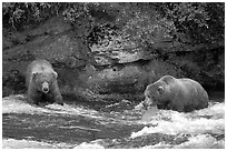 Brown bears (scientific name: ursus arctos) fishing at the Brooks falls. Katmai National Park, Alaska, USA. (black and white)
