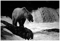 Pictures of Bears