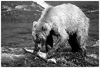 Brown bear (scientific name: ursus arctos) eating salmon at Brooks falls. Katmai National Park, Alaska, USA. (black and white)