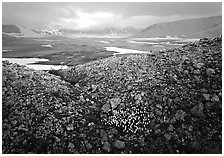 Wildflowers, pumice, and distant peaks in storm, Valley of Ten Thousand smokes. Katmai National Park, Alaska, USA. (black and white)