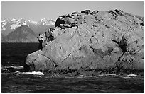 Rock with cormorant and sea lions in Aialik Bay. Kenai Fjords National Park, Alaska, USA. (black and white)