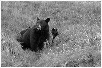 Black bear with cubs. Kenai Fjords National Park, Alaska, USA. (black and white)