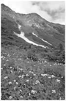 Hills and verdant alpine meadows, seen from Harding Icefield trail. Kenai Fjords National Park, Alaska, USA. (black and white)