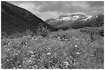 Wildflowers in Marmot Meadows and Resurection Mountains. Kenai Fjords National Park, Alaska, USA. (black and white)